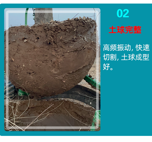 草莓视频黄片免费下载